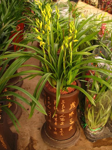 北京禮品蘭花熱銷引領(lǐng)花卉市場新潮流