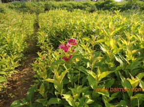 紅王子錦帶價(jià)格解析與山東青州國際花博會(huì)苗木基地推薦