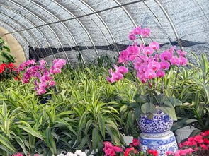 銀川花卉消費(fèi)又走俏 禮品花卉銷售