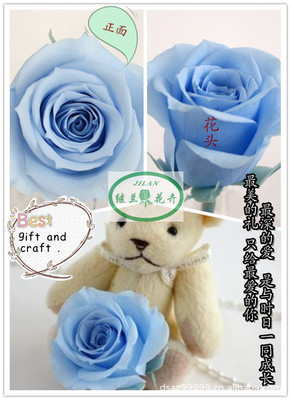 全球暢銷，廠家直銷——昆明鄭繼蘭花卉優質保鮮花花材批發與零售